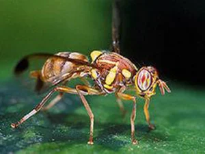 Bactrocera cucurbitae