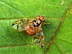 Mediterranean fruit fly