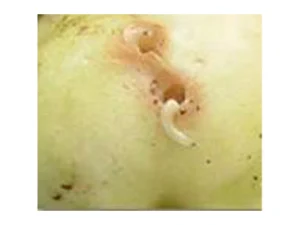 Bactrocera dorsalis larva